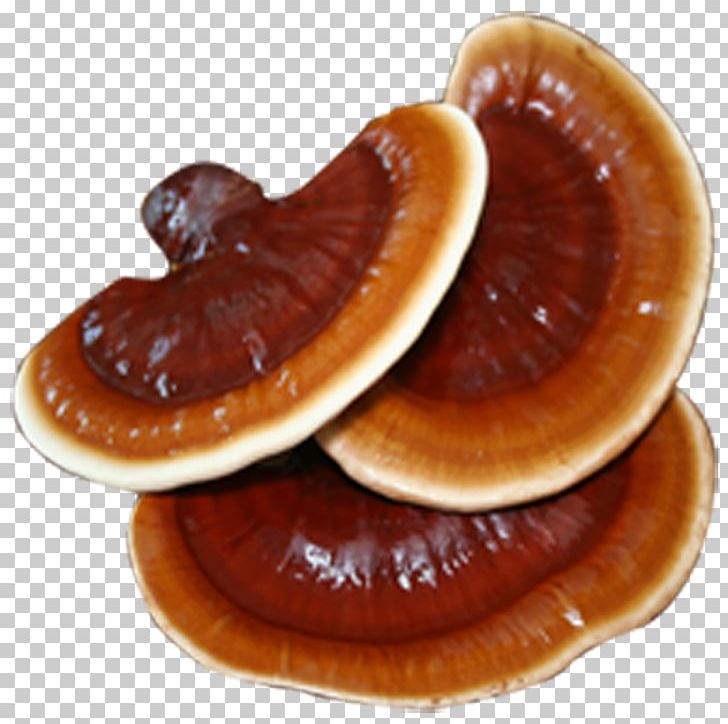 Lingzhi Mushroom Fungus Disease Health Food PNG, Clipart, Cancer, Cardiovascular Disease, Diabetes Mellitus, Disease, Edible Mushroom Free PNG Download