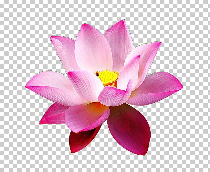 Nelumbo Nucifera Flower Data Compression Pink Plant PNG, Clipart, Aquatic Plant, Avalokitesvara, Cut Flowers, Data Compression, Drawing Free PNG Download