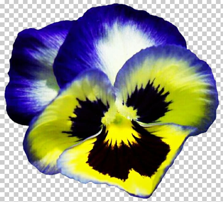 Pansy Viola Pedunculata Yellow Flower Plant PNG, Clipart, Color, Flower, Flower Garden, Flowering Plant, Garden Free PNG Download
