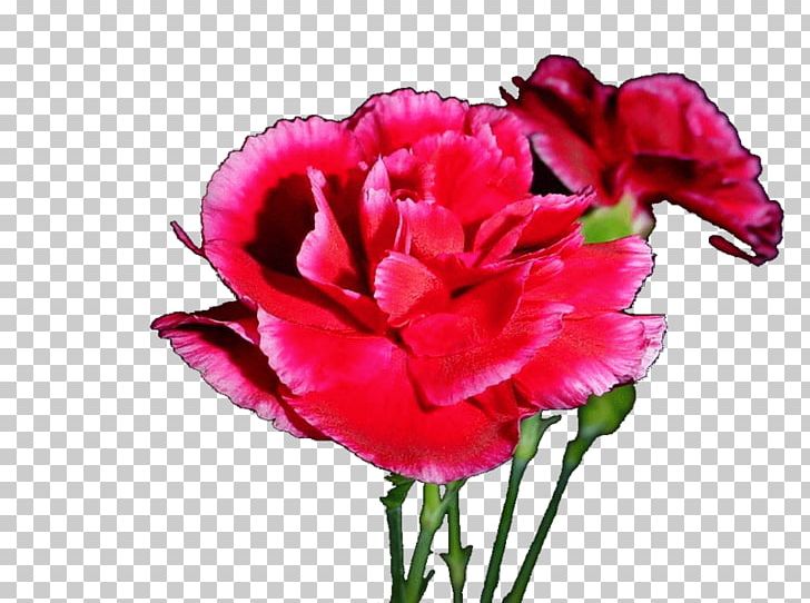 Carnation Cut Flowers Garden Roses Petal PNG, Clipart, Annual Plant, Carnation, Cut Flowers, Flower, Flowering Plant Free PNG Download