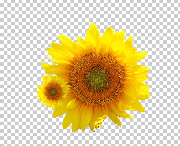 Common Sunflower Transvaal Daisy PNG, Clipart, Cartoon, Daisy Family, Download, Flower, Flowers Free PNG Download