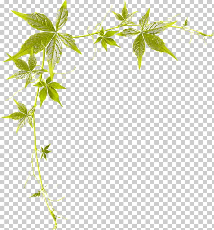 Leaf Photography Branch PNG, Clipart, Art, Blog, Branch, Drawing, Flowering Plant Free PNG Download