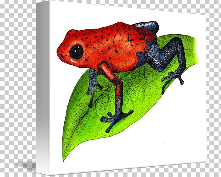 Tree Frog True Frog Toad Poison Dart Frog PNG, Clipart, Amphibian, Animals, Colorful Images, Dart, Frog Free PNG Download