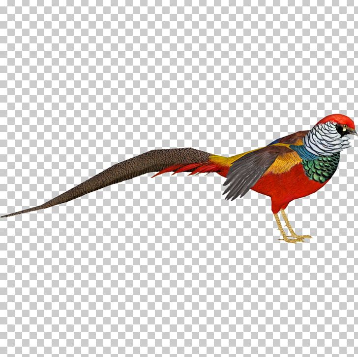 Zoo Tycoon 2 Lady Amherst's Pheasant Bird Golden Pheasant PNG, Clipart, Animal, Animals, Beak, Bird, Chrysolophus Free PNG Download