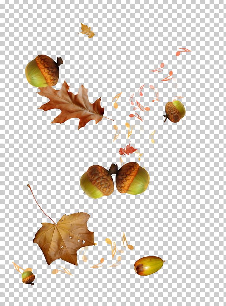 Autumn Animation Blog PNG, Clipart, Animation, Autumn, Autumn Leaf Color, Autumn Leaves, Branch Free PNG Download