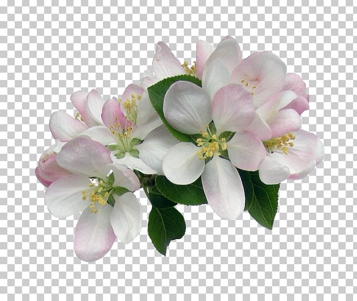 Border Flowers PNG, Clipart, Blossom, Border, Border Flowers, Branch, Clip Art Free PNG Download
