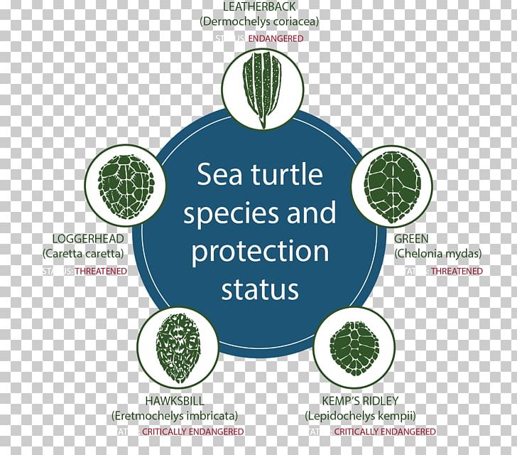 Sea Turtle Conservancy Kemp's Ridley Sea Turtle Leatherback Sea Turtle Reptile PNG, Clipart,  Free PNG Download