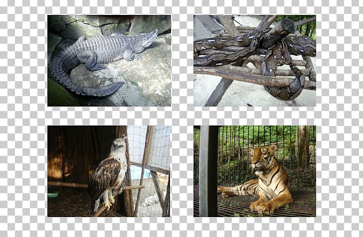 Wildlife Fauna PNG, Clipart, Extinction, Fauna, Organism, Reticulated Python, Wildlife Free PNG Download