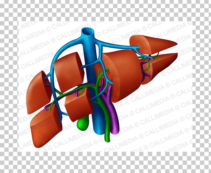 Liver Anatomy Portal Vein Hepatic Veins Right Lymphatic Duct PNG, Clipart, Anatomy, Finger, Gastrointestinal Tract, Hand, Human Body Free PNG Download