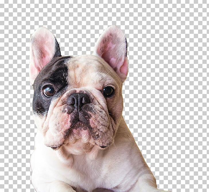 Toy Bulldog French Bulldog A Dog's Purpose Golden Retriever PNG, Clipart, French Bulldog, Golden Retriever, Others, Toy Bulldog Free PNG Download