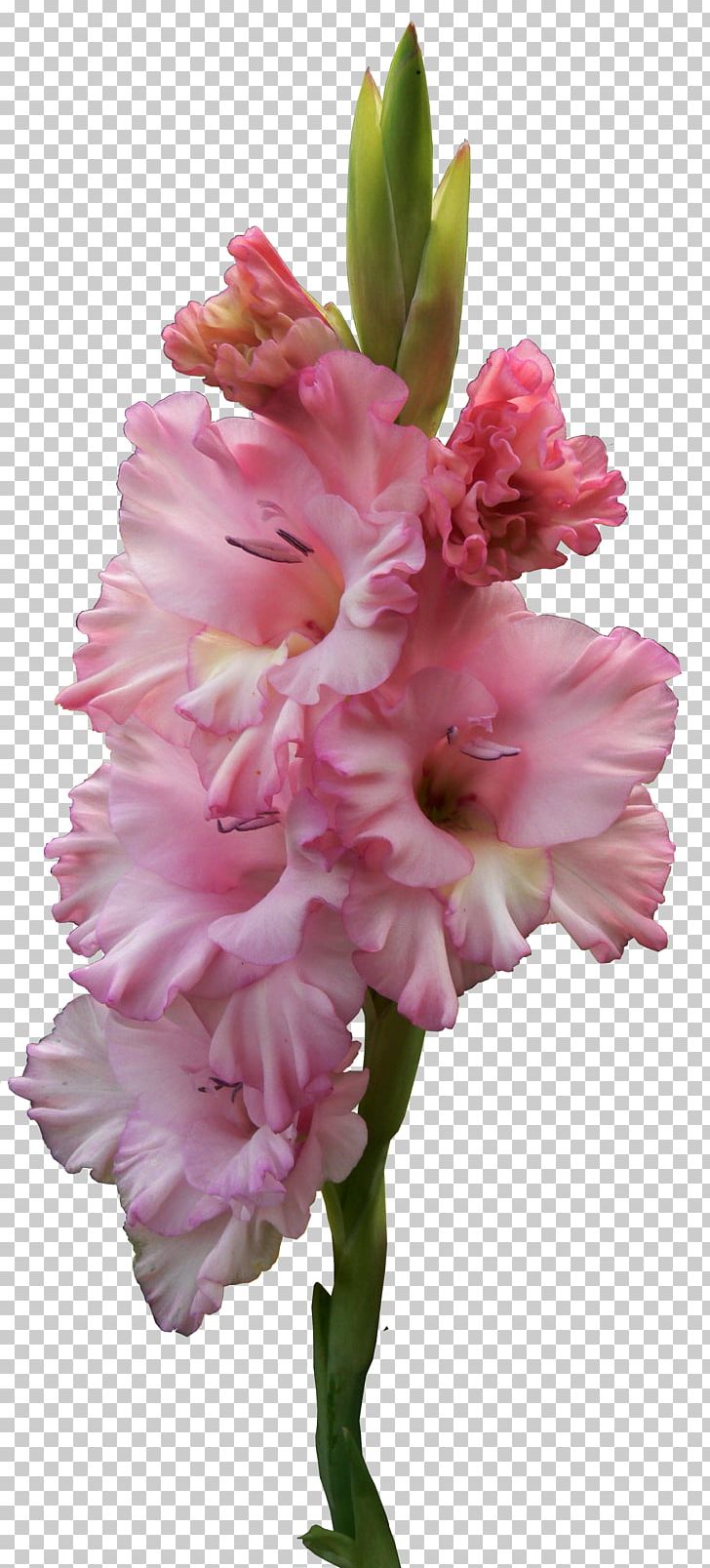 Flower PNG, Clipart, Clip Art, Cut Flowers, Digital Data, Digital Image, Flower Free PNG Download