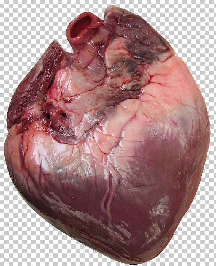 Heart Anatomy Human Body Cardiac Muscle PNG, Clipart, Anatomy, Atrium, Blood Vessel, Cardiac Muscle, Clip Art Free PNG Download