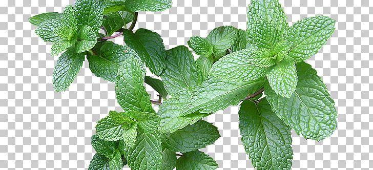 Mint Herb Health Ingredient Food PNG, Clipart, Bacardi Superior, Beard Oil, Condiment, Equis, Flavor Free PNG Download