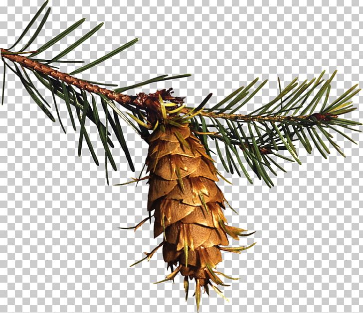 Spruce Conifer Cone Pine PNG, Clipart, Albom, Branch, Christmas, Christmas Ornament, Conifer Free PNG Download