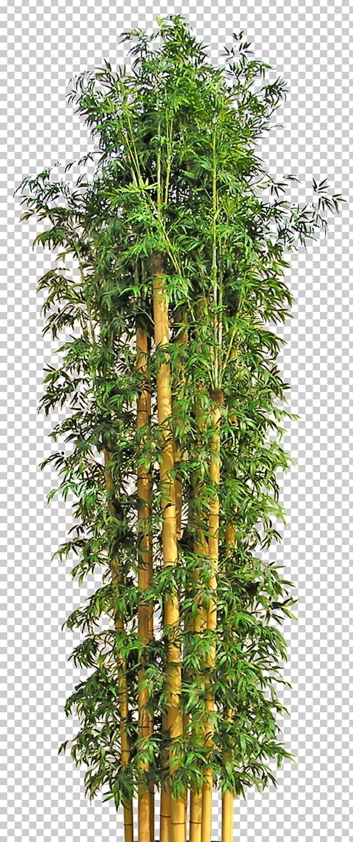 Tree Bamboo Flowerpot PNG, Clipart, Autumn Tree, Bamboe, Bamboo, Bamboo Blossom, Bonsai Free PNG Download