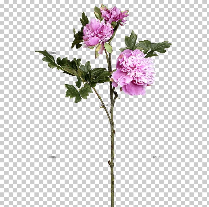 Twig Cut Flowers Rose Family Plant Stem Shrub PNG, Clipart, Branch, Common Lilac, Cut Flowers, Family, Family Film Free PNG Download