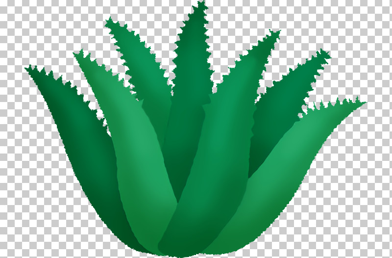 Aloe Vera PNG, Clipart, Aloes, Aloe Vera, Biology, Closeup, Flowerpot Free PNG Download