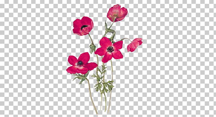 Anemone Coronaria Drawing Poppy Flower Gottorfer Codex PNG, Clipart, Anemone, Anemone Nemorosa, Annual Plant, Art, Botanical Illustration Free PNG Download