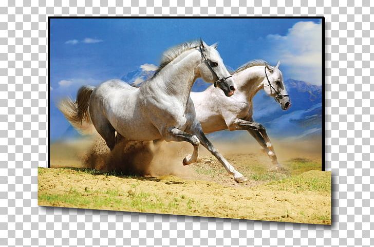 Desktop Icelandic Horse Photography Wild Horse PNG, Clipart, 1080p, Bridle, Desktop Wallpaper, Download, Equestrian Free PNG Download