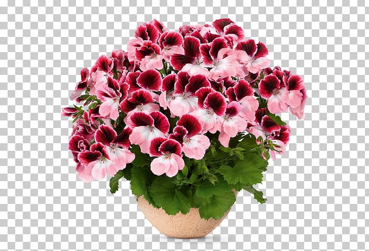 Flower Seed Bloody Crane's-bill Regal Pelargonium Garden Geranium PNG, Clipart,  Free PNG Download