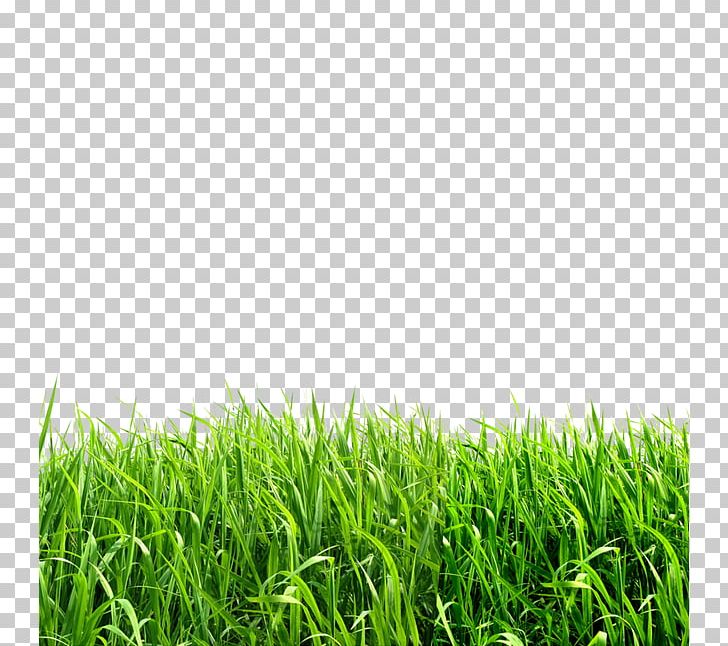Grasses File Formats PNG, Clipart, Background Green, Clip Art, Cre, Creative Background, Download Free PNG Download