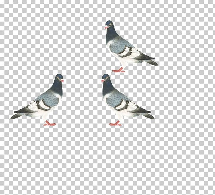 Homing Pigeon Stock Dove Columbidae Bird PNG, Clipart, Animal, Animals, Beak, Bird, Columba Free PNG Download