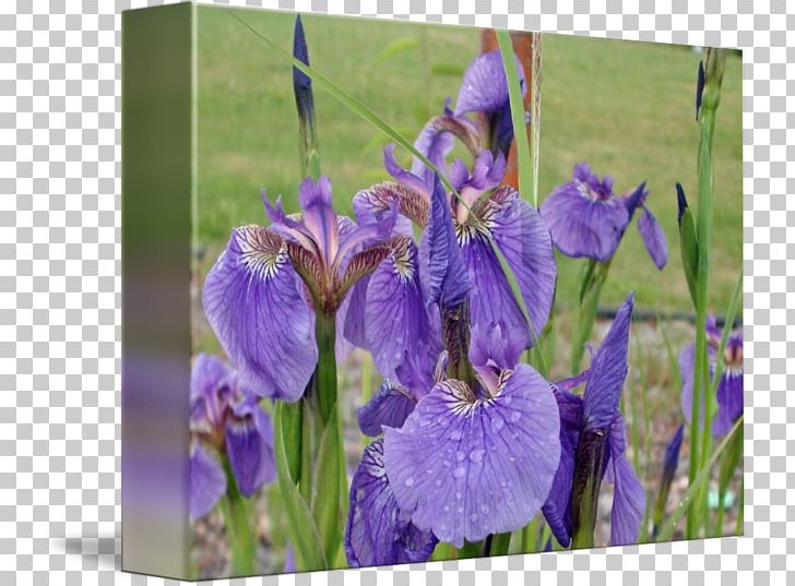 Northern Blue Flag Orris Root Iris Croatica Violet PNG, Clipart, Blue, Family, Flora, Flower, Flowering Plant Free PNG Download