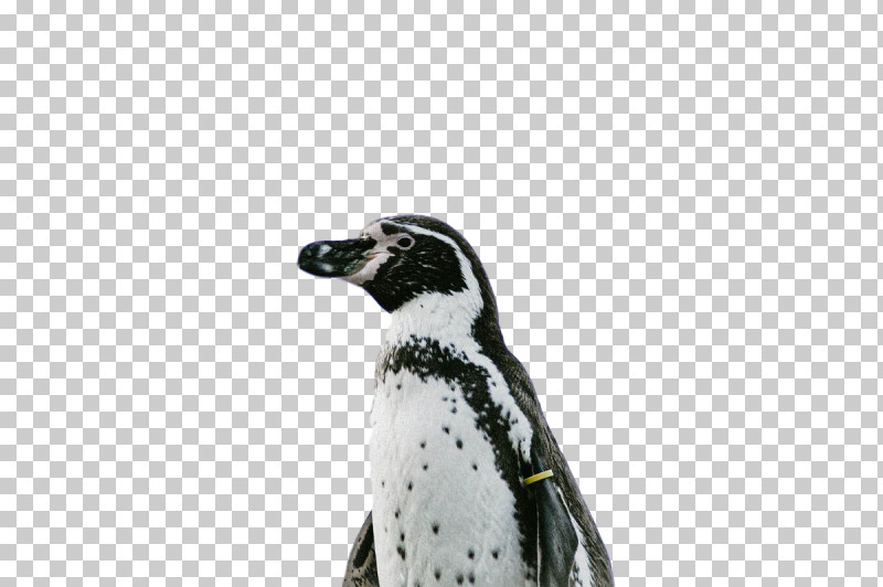 Penguins Birds Flightless Bird Beak Science PNG, Clipart, Beak, Biology, Birds, Flightless Bird, Penguins Free PNG Download