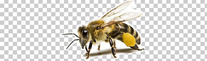 Bee PNG, Clipart, Bee Free PNG Download