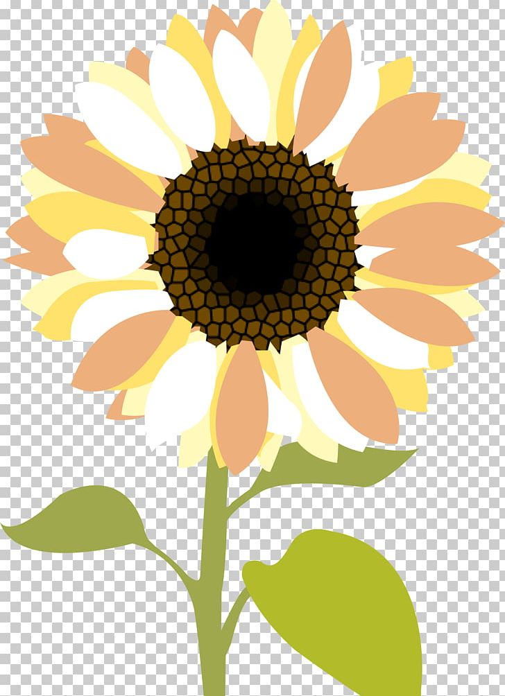 Common Sunflower Desktop PNG, Clipart, Asterales, Blog, Common Sunflower, Computer Icons, Daisy Free PNG Download