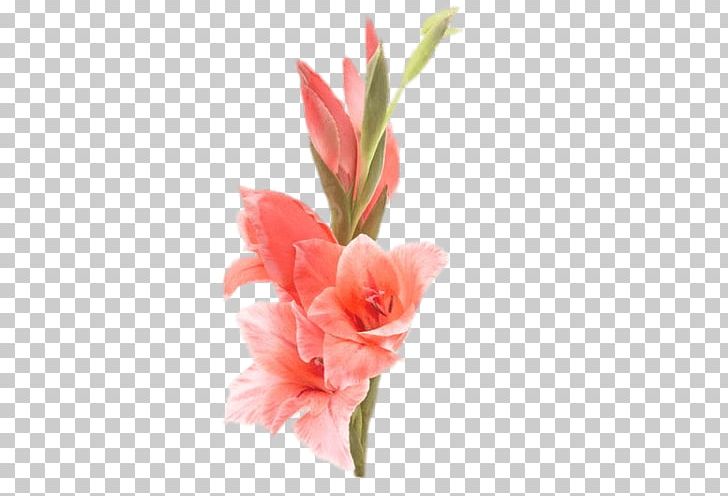 Gladiolus Cut Flowers Bulb Stock Photography PNG, Clipart, Allow, Birth Flower, Bulb, Can, Canna Family Free PNG Download