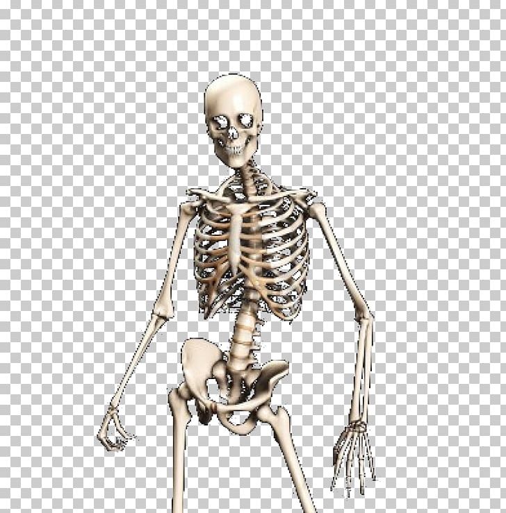 Human Skeleton Skull Bone PNG, Clipart, Anatomy, Bone, Bones, Computer Icons, Drawing Free PNG Download