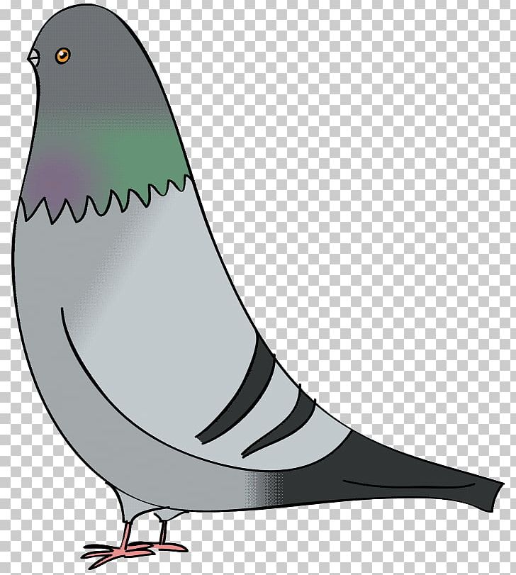 Columbidae Domestic Pigeon Bird Drawing PNG, Clipart, Animals, Art, Beak,  Bird, Cartoon Free PNG Download