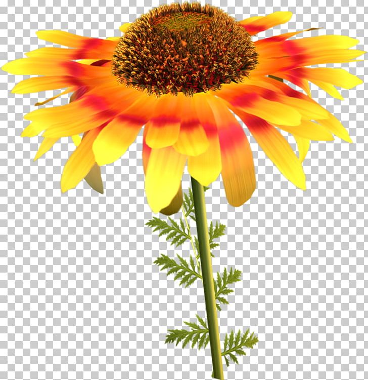 Common Sunflower Sunflower Seed Daisy Family PNG, Clipart, Annual Plant, Common , Coneflower, Cut Flowers, Daisy Family Free PNG Download