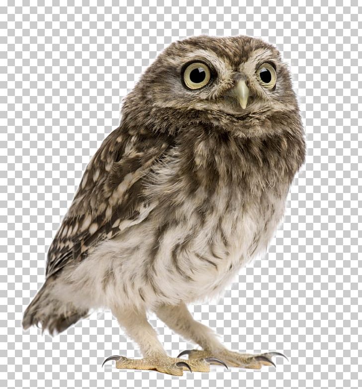 Little Owl Snowy Owl Eurasian Eagle-owl Tawny Owl PNG, Clipart, Animal, Animal Photography, Animal Pictures, Animals, Animal World Free PNG Download