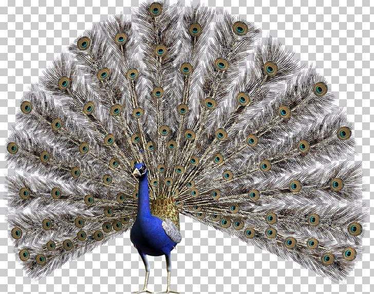Peafowl Stock Photography PNG, Clipart, Animals, Asiatic Peafowl, Beak, Bird, Cartoon Free PNG Download