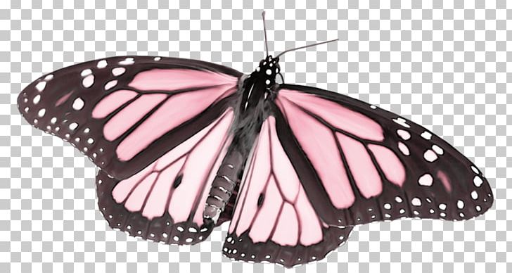 The Life Cycle Of The Monarch Butterfly Pieridae Stock Photography PNG, Clipart, Balloon Cartoon, Boy Cartoon, Brush Footed Butterfly, Butterflies And Moths, Butterfly Free PNG Download