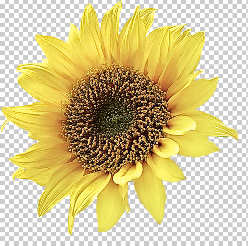 Sunflower PNG, Clipart, Annual Plant, Asterales, Cuisine, Cut Flowers, Daisy Family Free PNG Download