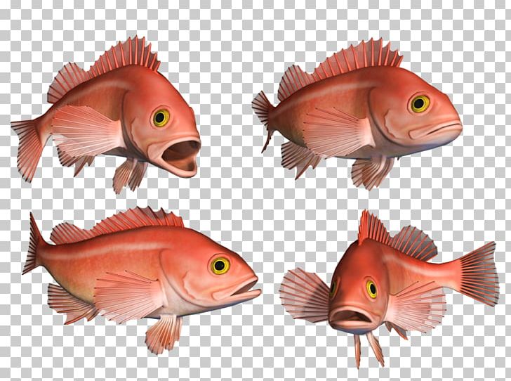 Northern Red Snapper Goldfish Coral Reef Fish Marine Biology PNG, Clipart, Animals, Biology, Cartoon, Coral Reef, Coral Reef Fish Free PNG Download