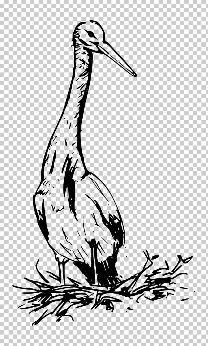 Bird White Stork PNG, Clipart, Animals, Artwork, Beak, Bird, Black And White Free PNG Download