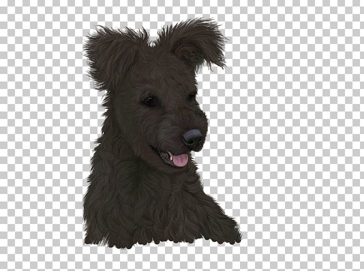 Glen Scottish Terrier Pumi Dog Schnoodle Puppy PNG, Clipart, Animals, Breed, Carnivoran, Dog, Dog Breed Free PNG Download
