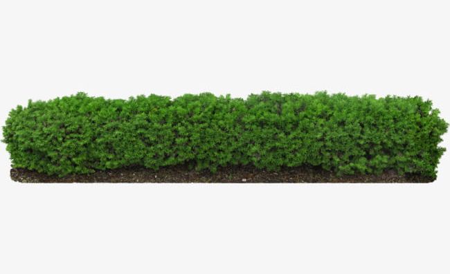 Hedge Plants PNG, Clipart, Fence, Hedge Clipart, Ornamental, Plants, Plants Clipart Free PNG Download