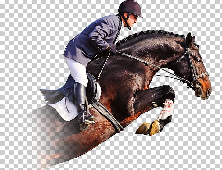 Horse Show Show Jumping Equestrian PNG, Clipart, Animals, Bay, Bridle, English Riding, Equestrianism Free PNG Download