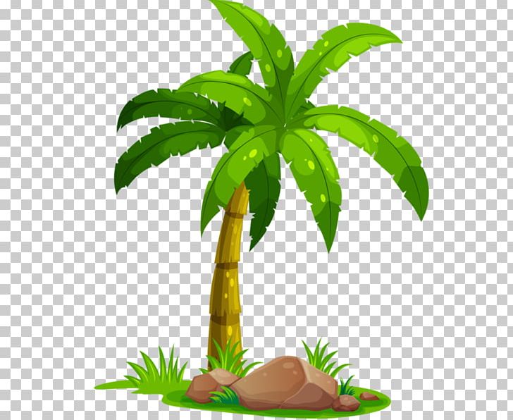 Coconut Arecaceae Tree PNG, Clipart, Aquarium Decor, Arecaceae, Arecales, Coco Cartoon, Coconut Free PNG Download