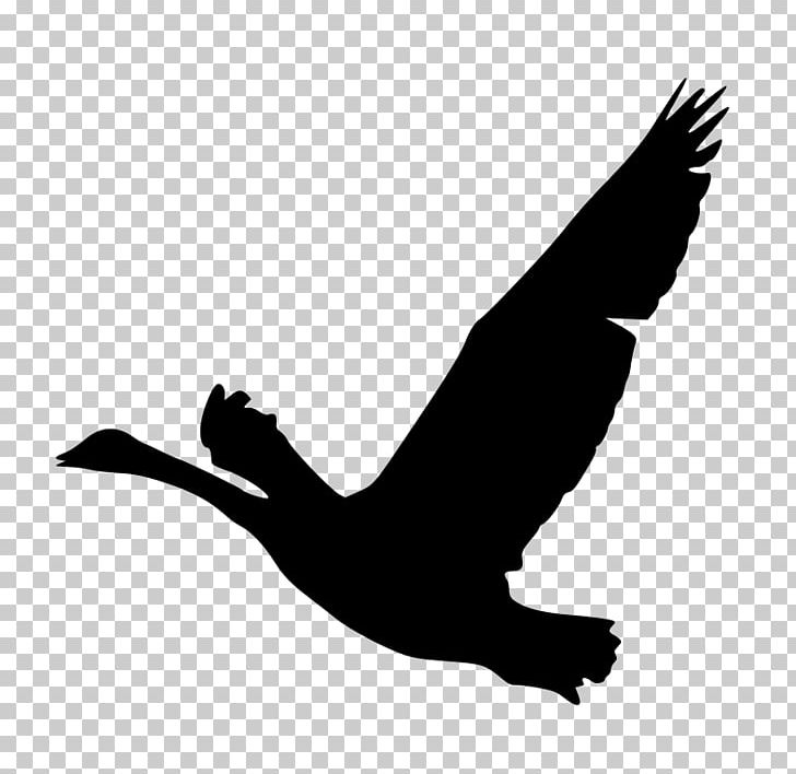 Goose Bird Duck PNG, Clipart, Anatidae, Animals, Beak, Bird, Bird Of Prey Free PNG Download