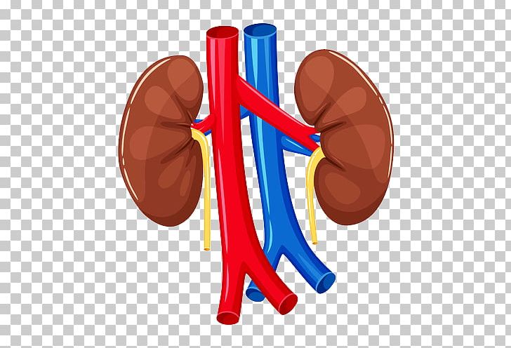 Organ Kidney Human Body Anatomy Heart PNG, Clipart, Anatomy, Aorta, Artery, Heart, Human Anatomy Free PNG Download