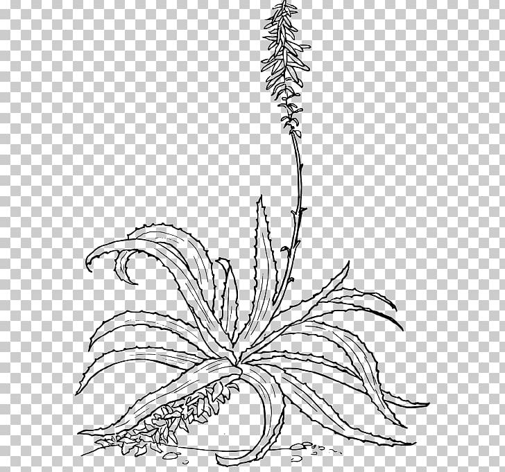 Aloe Vera Drawing Botanical Illustration PNG, Clipart, Aloe, Aloe Arborescens, Area, Artwork, Black And White Free PNG Download