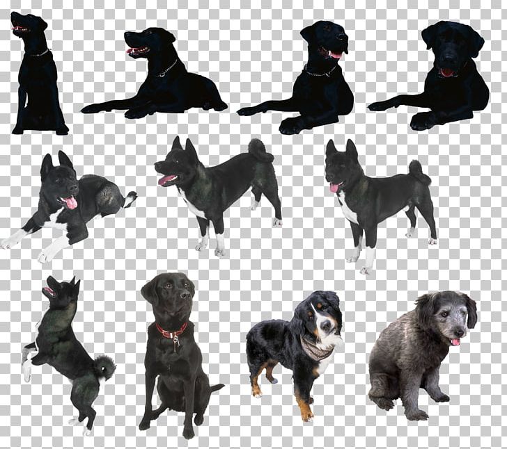 Schipperke German Shepherd Sporting Group Dog Breed PNG, Clipart, Animal, Breed, Breed Group Dog, Carnivoran, Dog Breed Free PNG Download