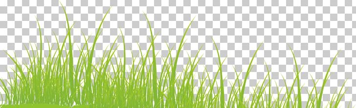 Vetiver Commodity Green Wheatgrass PNG, Clipart, Artificial Grass, Cartoon Grass, Chrysopogon, Chrysopogon Zizanioides, Commodity Free PNG Download