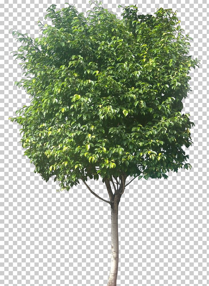 Weeping Fig Common Fig Tree PNG, Clipart, Branch, Common Fig, Deciduous, Evergreen, Fig Tree Free PNG Download